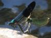 Calopteryx xanthostoma